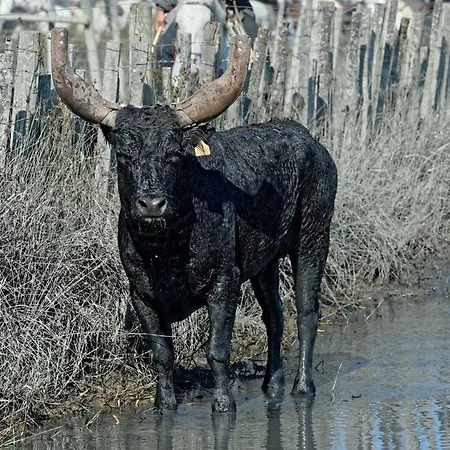 Maison De La Le Grau-du-Roi